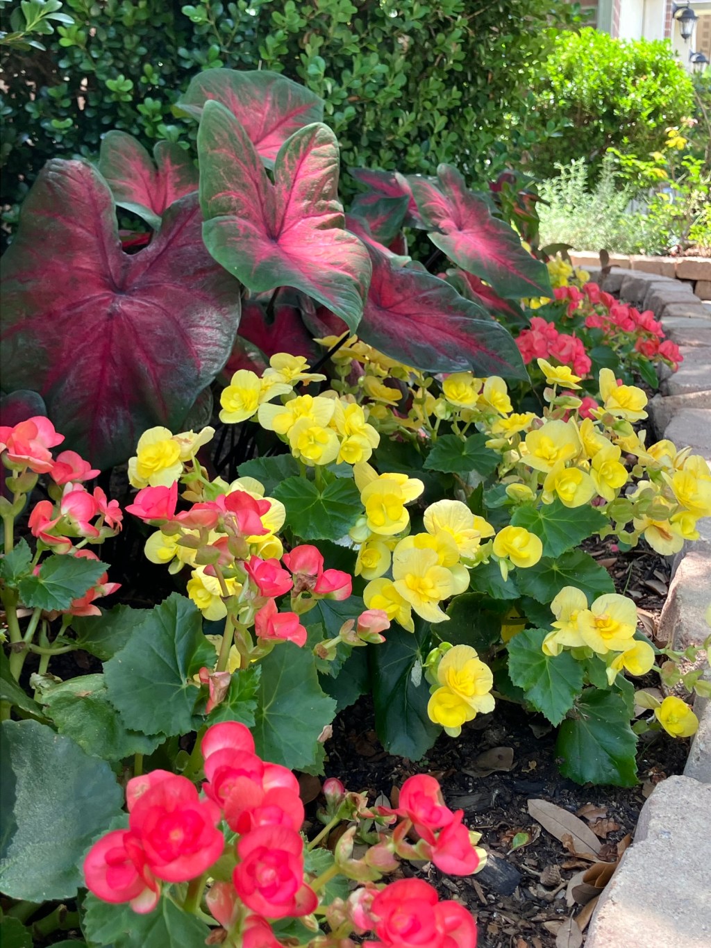 Images from the&nbsp;garden